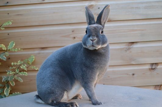 Krátkosrstá plemena