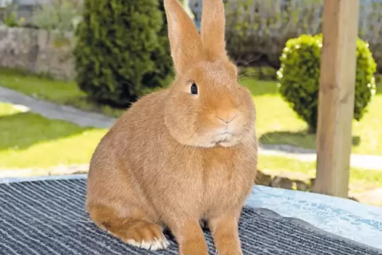 Burgundský králík