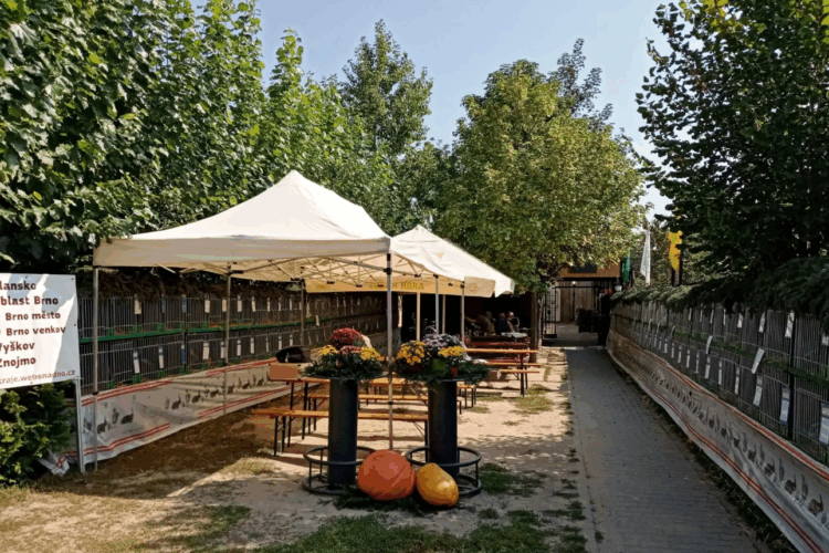 Prodejní výstava králíků – vše, co byste měli vědět