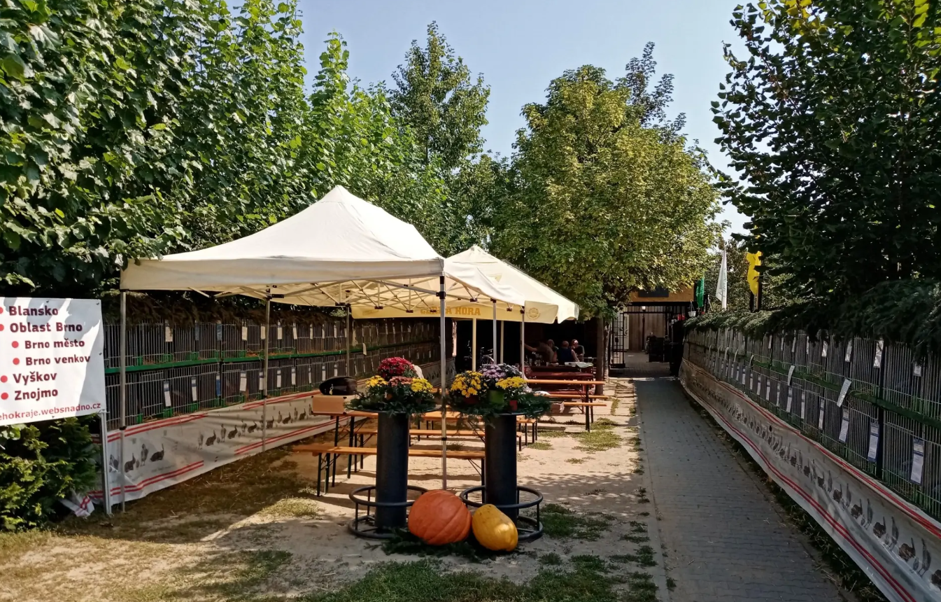 Prodejní výstava králíků – vše, co byste měli vědět